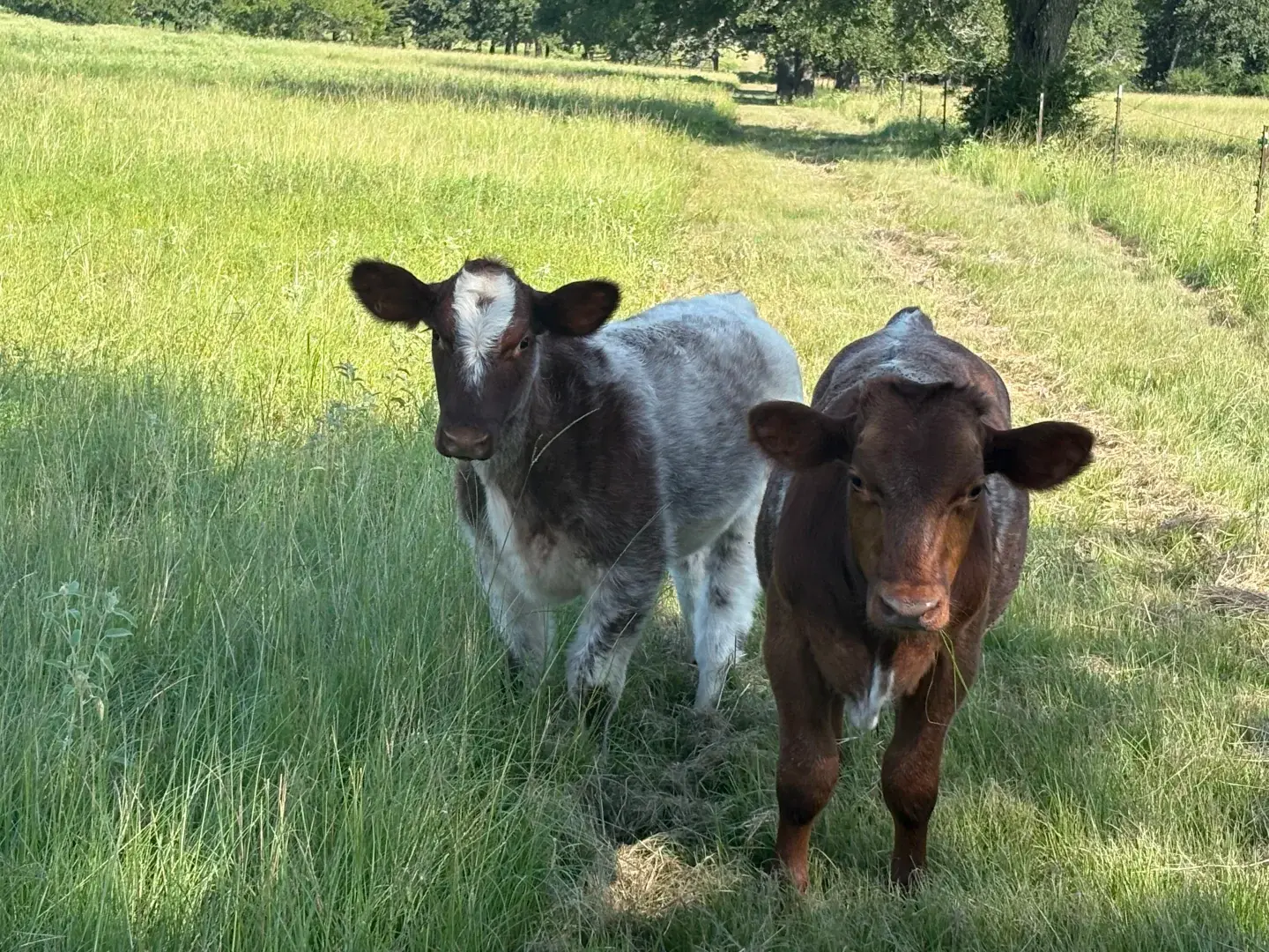 Two young calves standing in a green pasture
